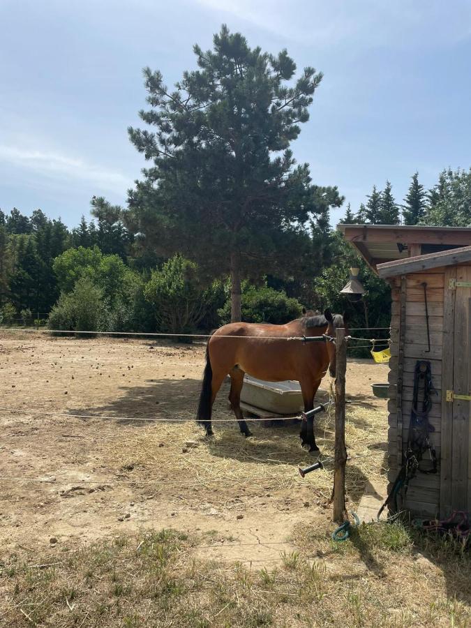 Гостьовий будинок Roulotte En Bois Sud France Le Soler Екстер'єр фото