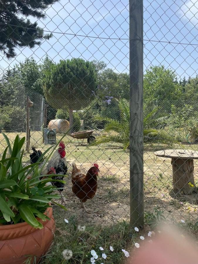 Гостьовий будинок Roulotte En Bois Sud France Le Soler Екстер'єр фото